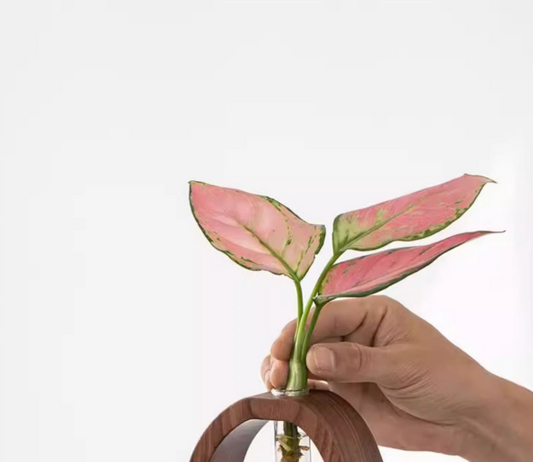 Wooden Glass Hydroponic Vase – Minimalist Desktop Flower Vase for Water Plants & Blooms (15cm) | Other Sizes Available in Store