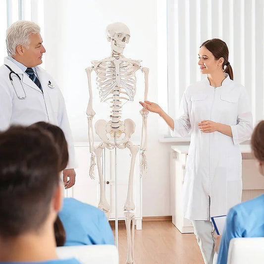 Human Skeleton Anatomical Model 180cm - Mekamart Australia