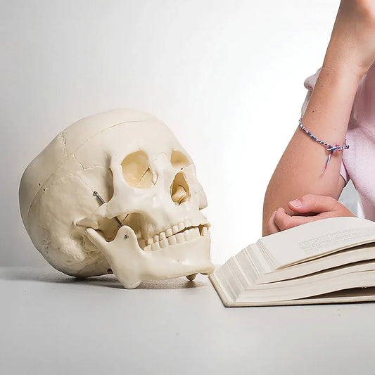 Life Size Anatomical Deluxe Human Skull Model Medical Skeleton Anatomy Replica - Mekamart Australia