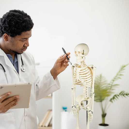 Anatomical 85cm Tall Human Skeleton with Stand Model - Medical Anatomy - Mekamart Australia
