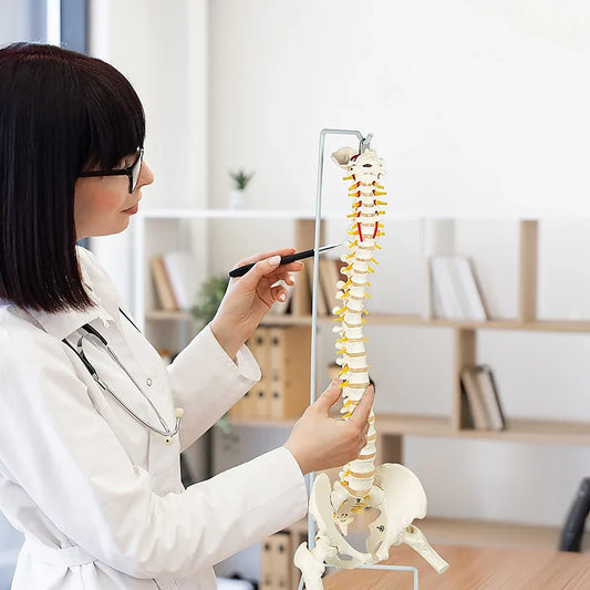 Life Size Flexible Spine Pelvis & Femur Model – Anatomical Skeleton Display - Mekamart Australia