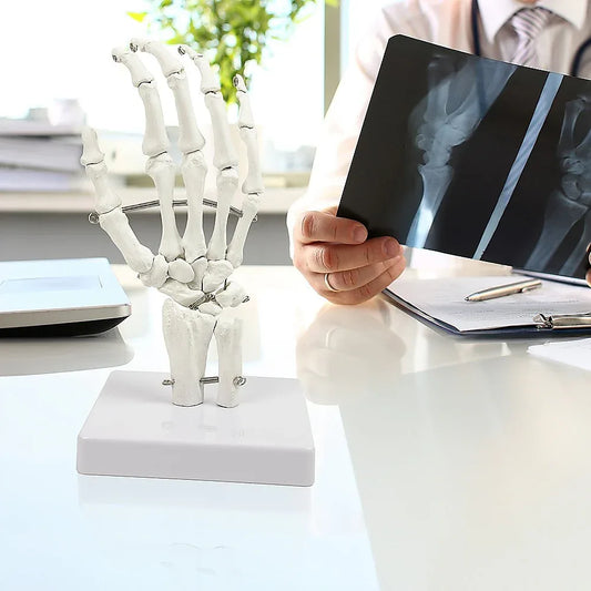 Hand Joint Anatomical Skeleton Model Human Anatomy Study Tool - Mekamart Australia