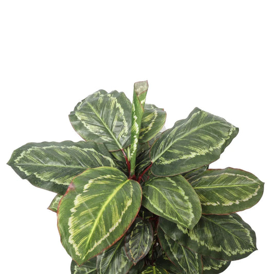 Artificial Wide Leaf Cordyline Plant 90cm - Mekamart Australia