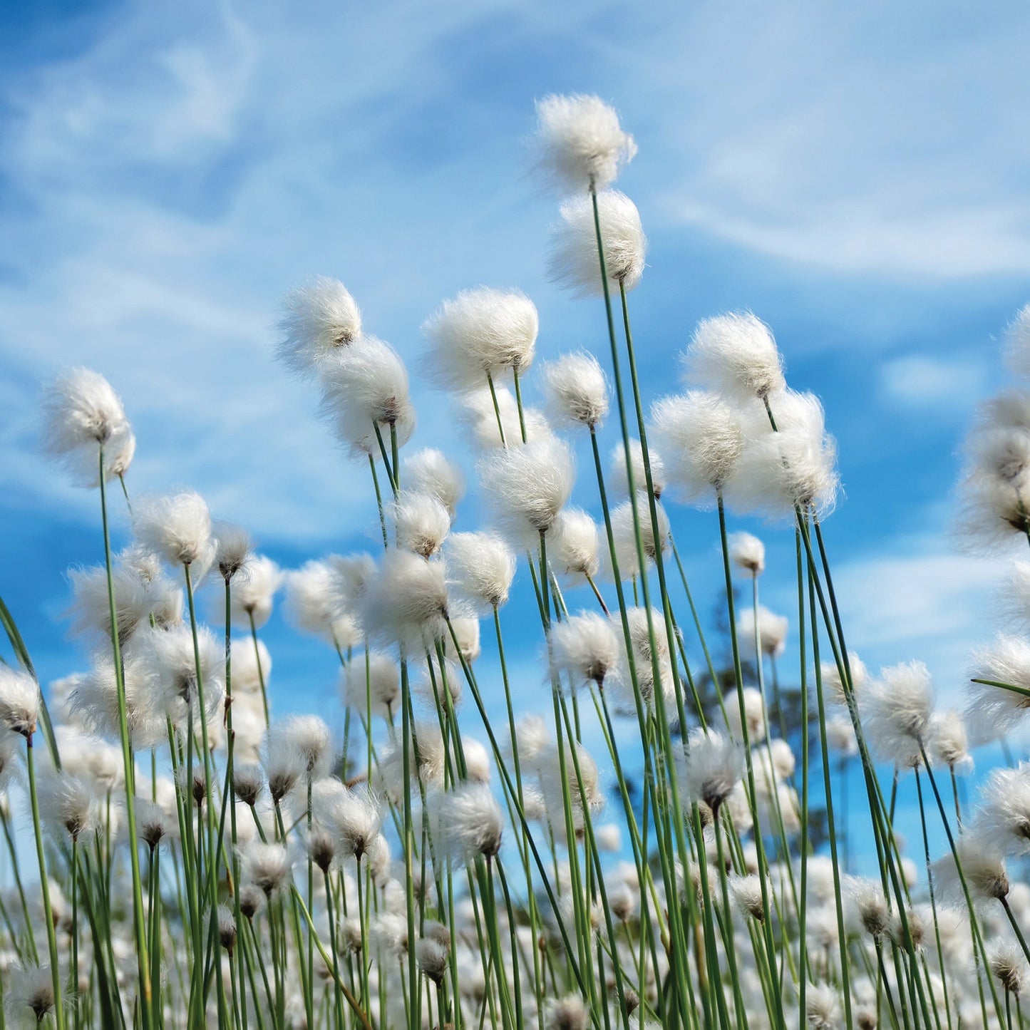 Sunkissed Cotton 2.5 Oz Artisan Melts