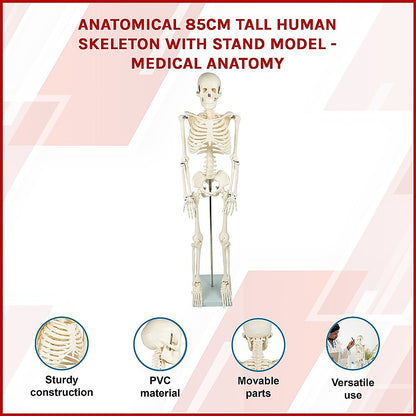 Anatomical 85cm Tall Human Skeleton with Stand Model - Medical Anatomy