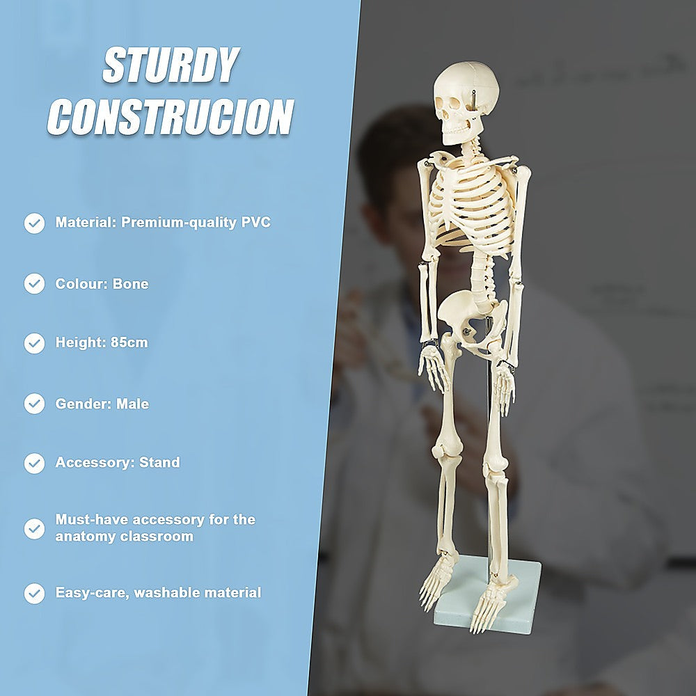 Anatomical 85cm Tall Human Skeleton with Stand Model - Medical Anatomy