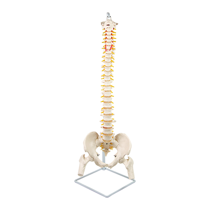 Life Size Flexible Spine Pelvis & Femur Model – Anatomical Skeleton Display