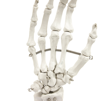 Hand Joint Anatomical Skeleton Model Human Anatomy Study Tool