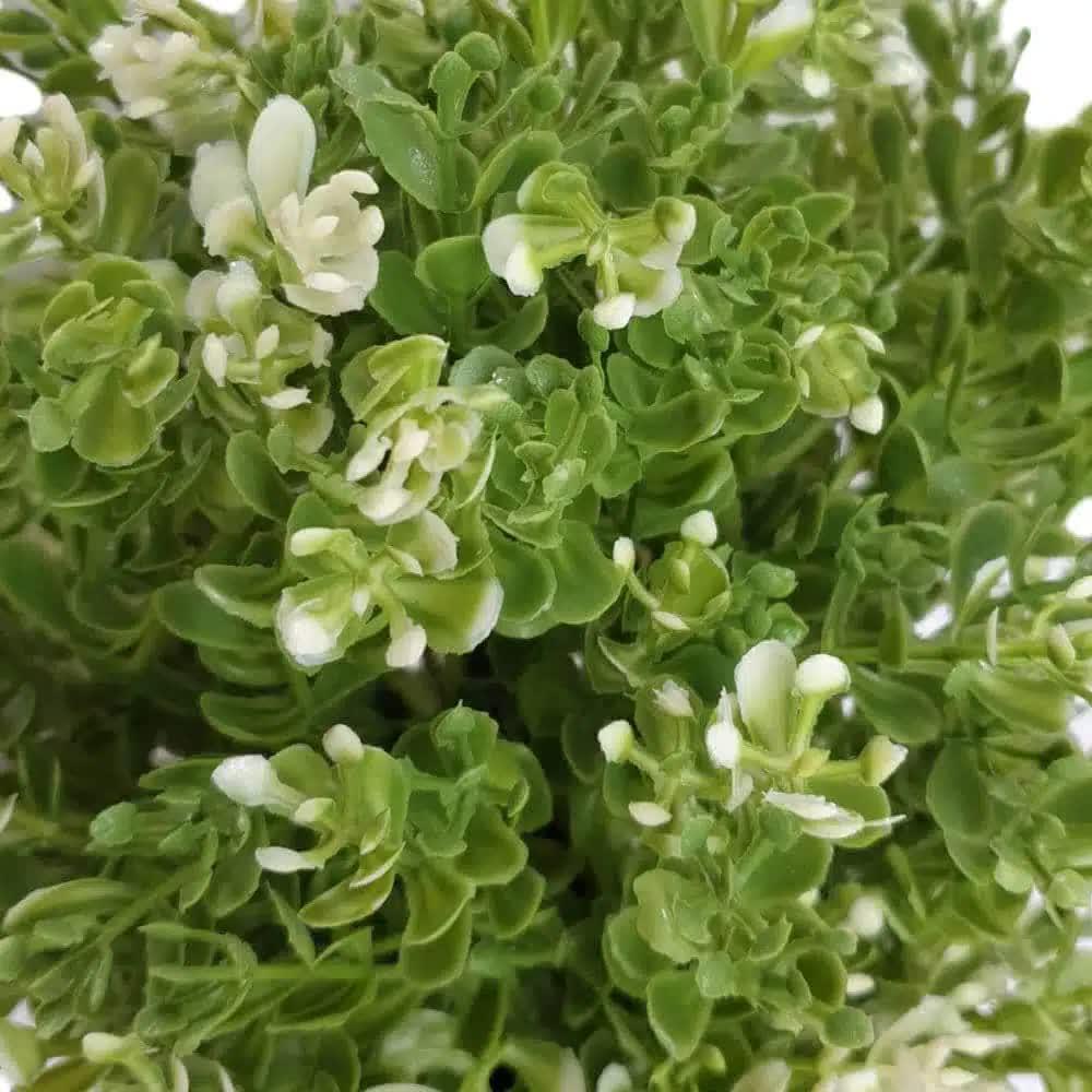 Small Potted Artificial White Jade Plant UV Resistant 20cm - Mekamart Australia